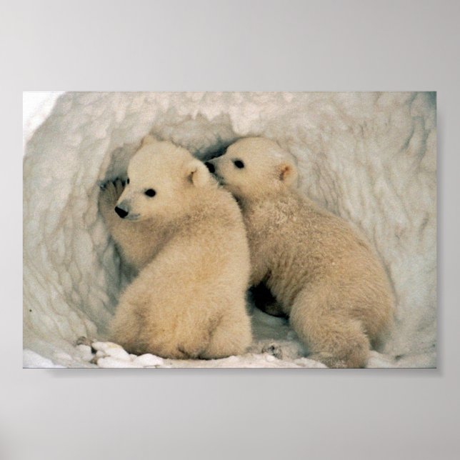 Polar Bear Poster (Vorne)