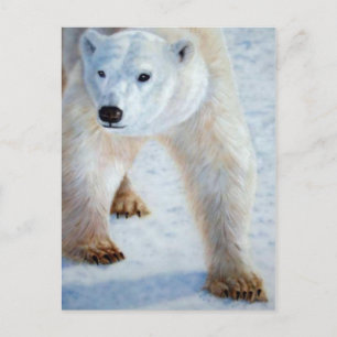 Polar Bear Postkarte
