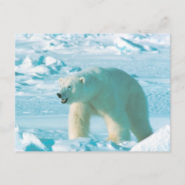 Polar Bear Postkarte (Vorderseite)