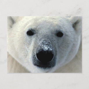 Polar Bear Postkarte