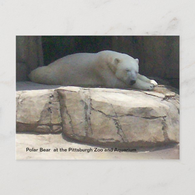Polar Bear Postkarte (Vorderseite)
