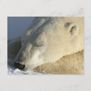 Polar Bear Postkarte
