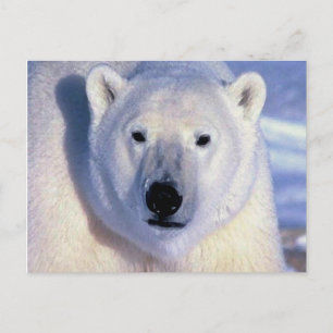 Polar Bear Postkarte
