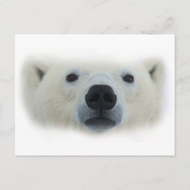 Polar Bear Postkarte (Vorderseite)