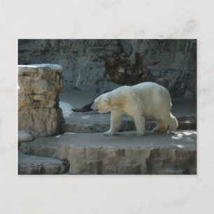 Polar Bear Postkarte