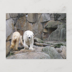 POLAR BEAR Postkarte