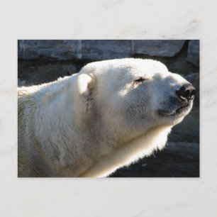 Polar Bear Postkarte