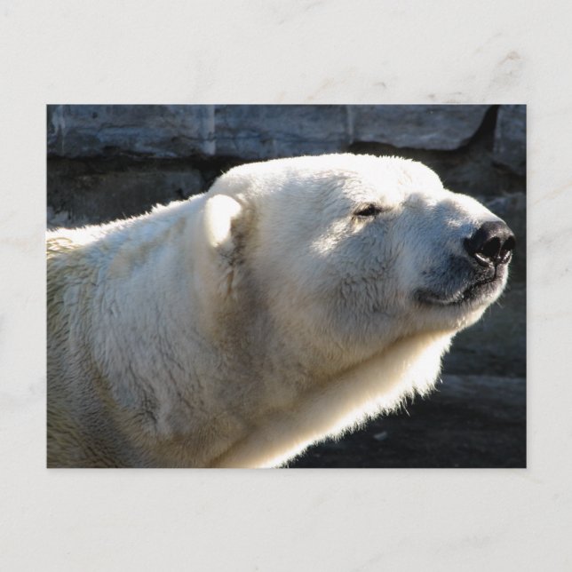 Polar Bear Postkarte (Vorderseite)