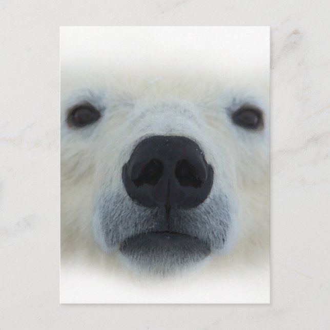 Polar Bear Postkarte (Vorderseite)