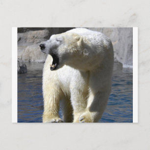 Polar Bear Postkarte