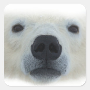 Polar Bear Quadratischer Aufkleber