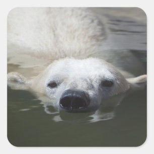 Polar Bear Quadratischer Aufkleber