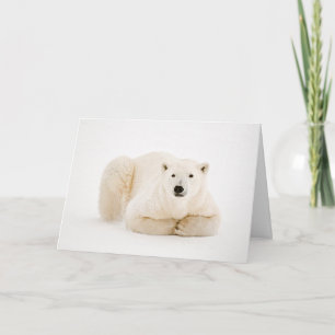 Polar Bear Ruhen auf Hudson Bay Ice Feiertagskarte