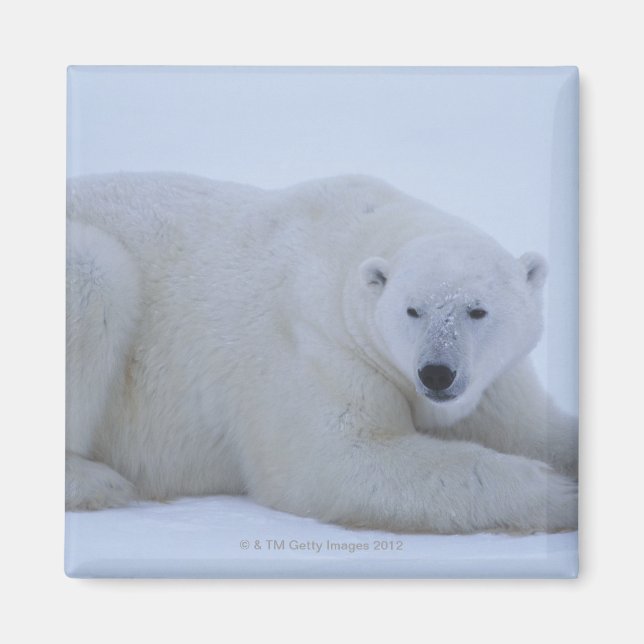 Polar Bear Ruhen im Schnee Magnet (Vorne)