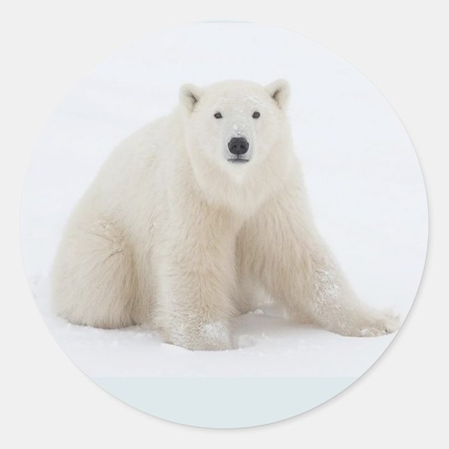 Polar Bear Runder Aufkleber (Vorderseite)