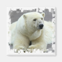 Polar Bear Square Magnet