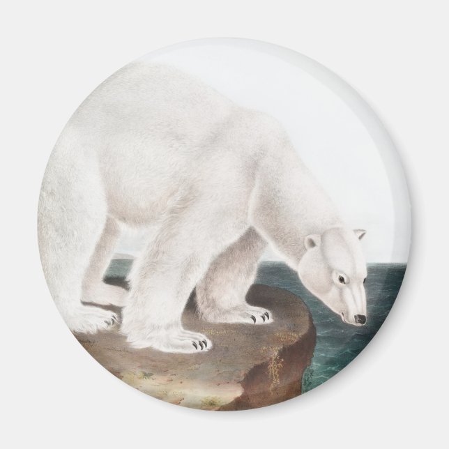 Polar Bear (Ursus maritimus) Illustration Magnet (Vorne)