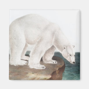 Polar Bear (Ursus maritimus) Illustration Magnet
