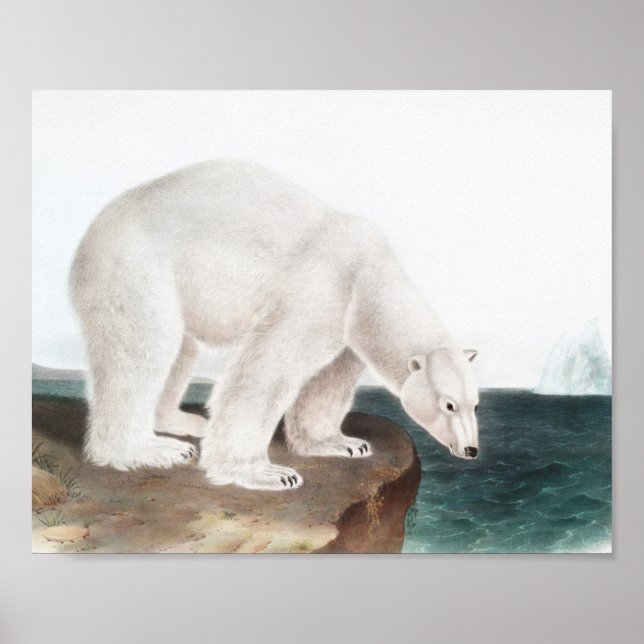 Polar Bear (Ursus maritimus) Illustration Poster (Vorne)