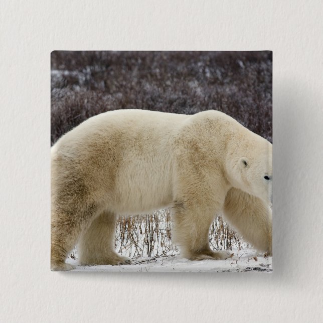 Polar Bear Ursus maritimus) in Churchill Button (Vorderseite)