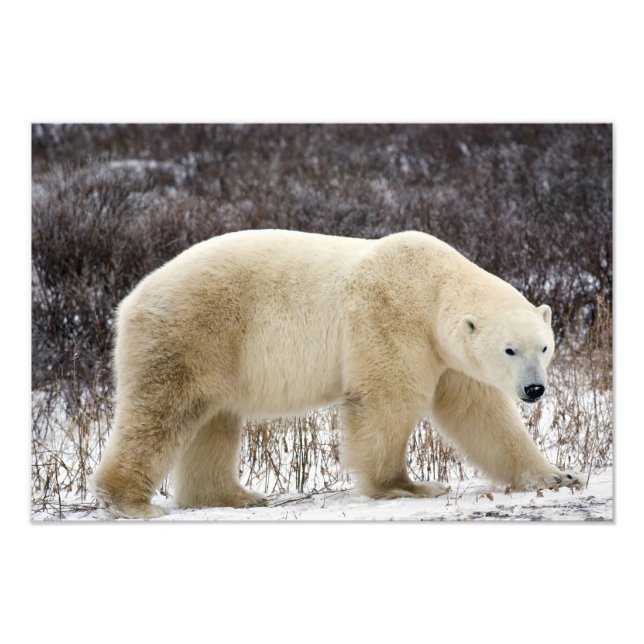 Polar Bear Ursus maritimus) in Churchill Fotodruck (Vorne)
