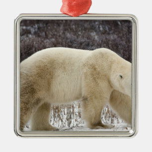 Polar Bear Ursus maritimus) in Churchill Ornament Aus Metall