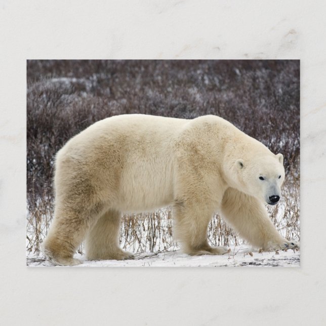 Polar Bear Ursus maritimus) in Churchill Postkarte (Vorderseite)