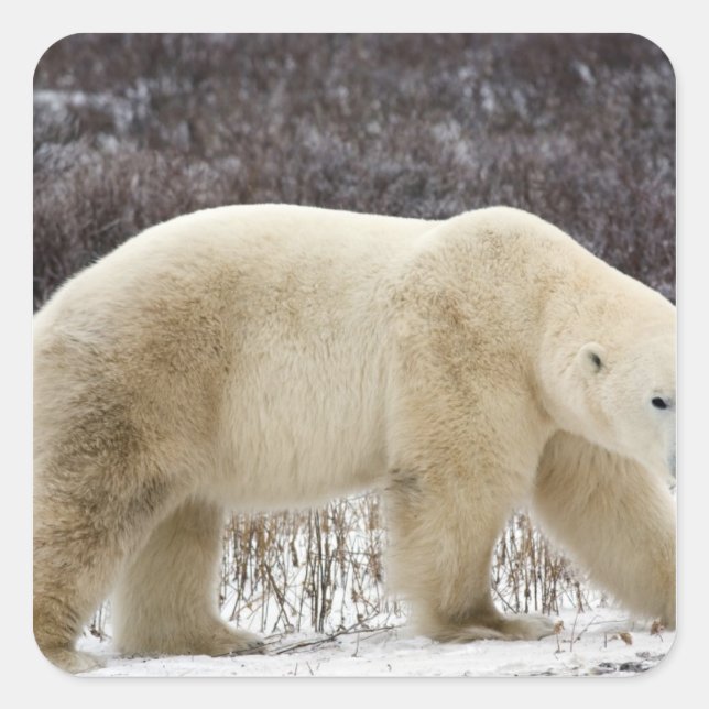 Polar Bear Ursus maritimus) in Churchill Quadratischer Aufkleber (Vorderseite)