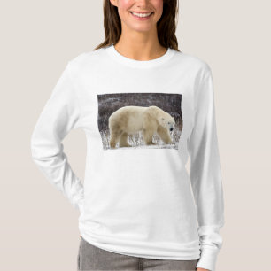 Polar Bear Ursus maritimus) in Churchill T-Shirt