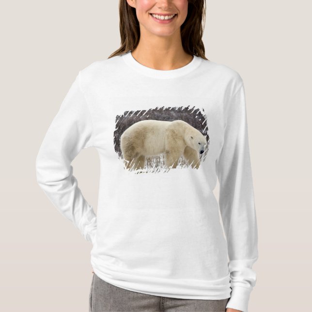 Polar Bear Ursus maritimus) in Churchill T-Shirt (Vorderseite)