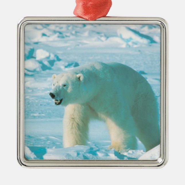Polar Bear Weihnachtsschmuck (Vorne)