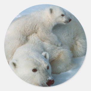 Polar_bear_with_cub Geschenke Runder Aufkleber