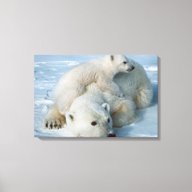 Polar_Bear_with_Cub Leinwanddruck (Vorderseite)
