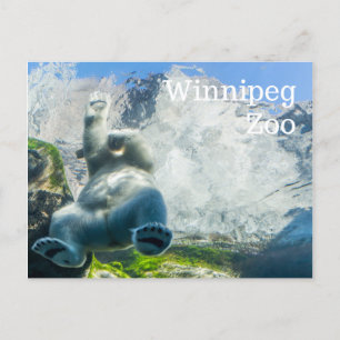 Polar Bears at the Winnipeg Zoo Feiertagspostkarte