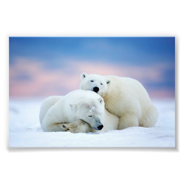 Polar Bears Foto Print (Vorne)