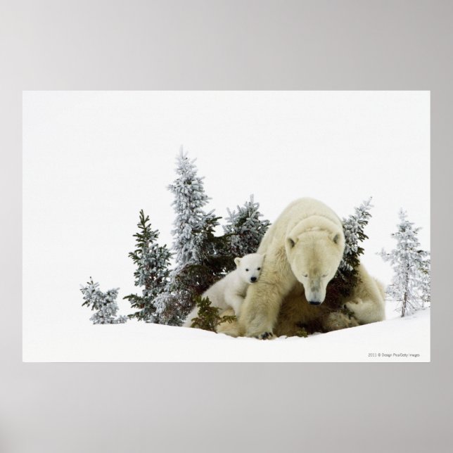 Polar Bears im Wapusk Nationalpark Poster (Vorne)