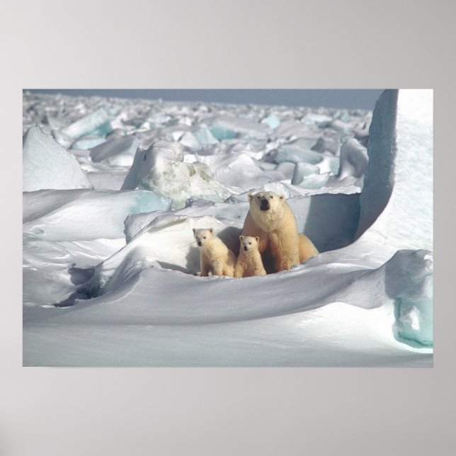Polar Bears Poster (Vorne)