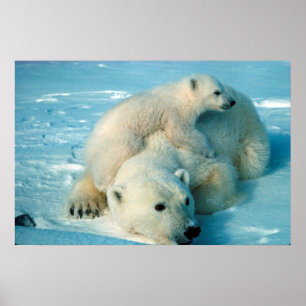 Polar Bears Poster