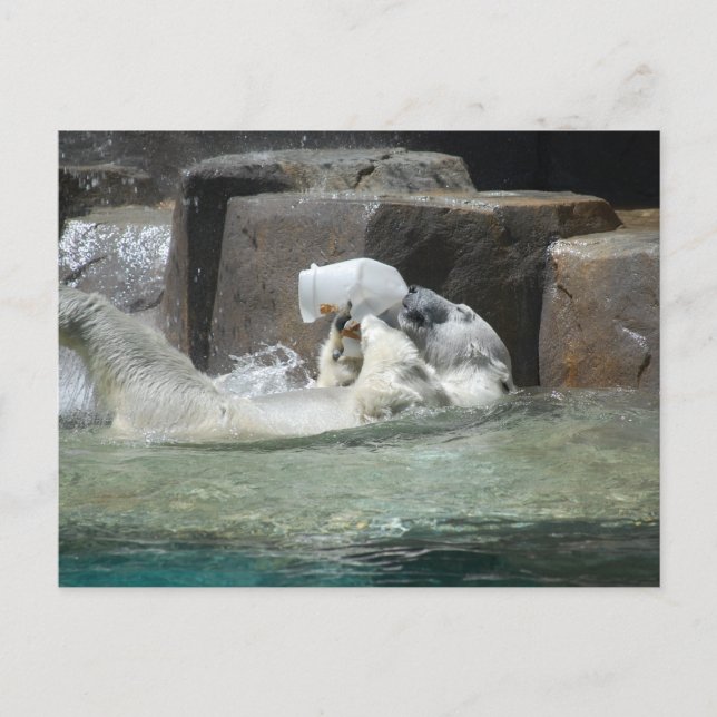 Polar Bears Postkarte (Vorderseite)
