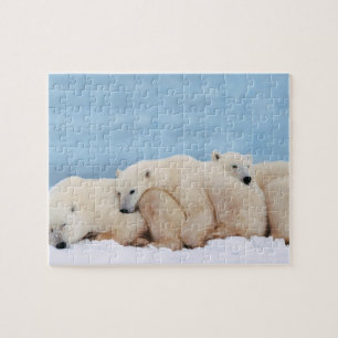 Polar Bears Puzzle