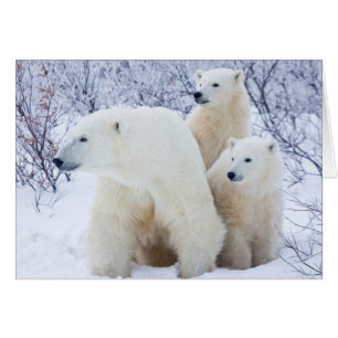 Polar Bears und zwei Naben