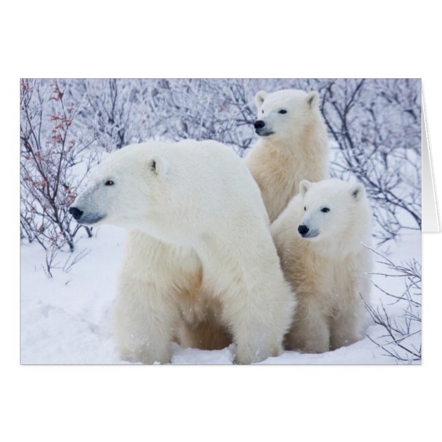 Polar Bears und zwei Naben (Vorderseite (Horizontal))