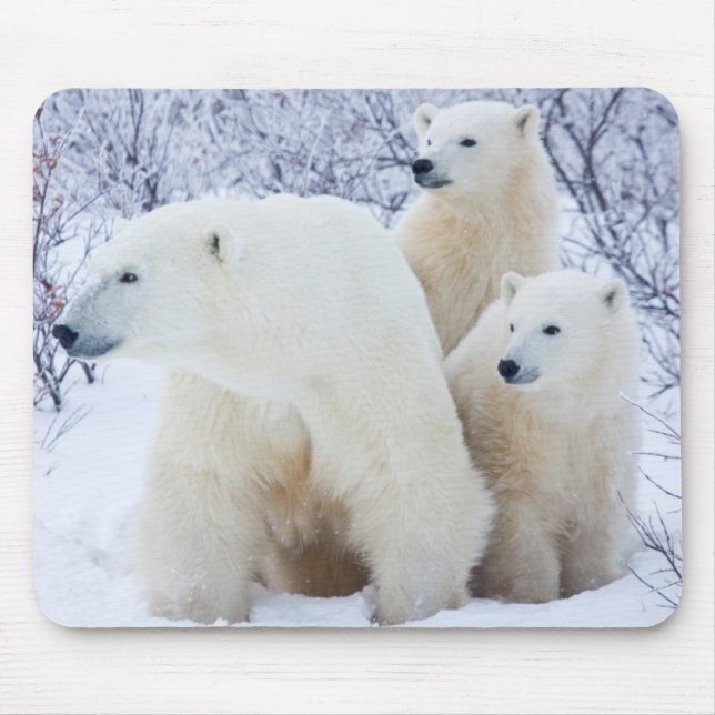 Polar Bears und zwei Naben Mousepad (Vorne)