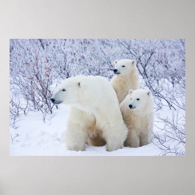 Polar Bears und zwei Naben Poster (Vorne)