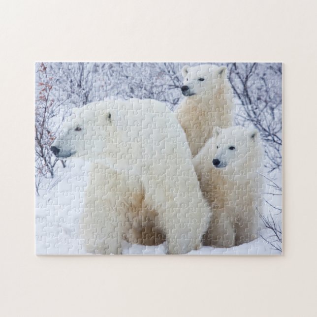 Polar Bears und zwei Naben Puzzle (Horizontal)