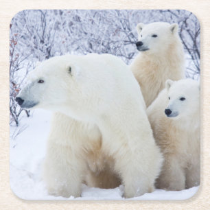 Polar Bears und zwei Naben Rechteckiger Pappuntersetzer