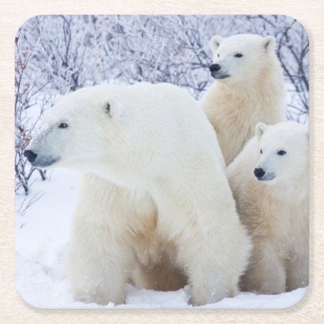 Polar Bears und zwei Naben Rechteckiger Pappuntersetzer (Vorderseite)