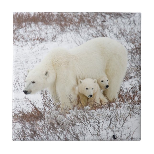 Polar Bears weiblich und zwei Jungen Fliese (Vorderseite)