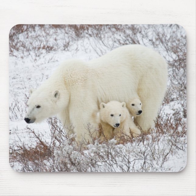 Polar Bears weiblich und zwei Jungen Mousepad (Vorne)