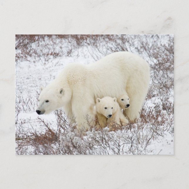 Polar Bears weiblich und zwei Jungen Postkarte (Vorderseite)